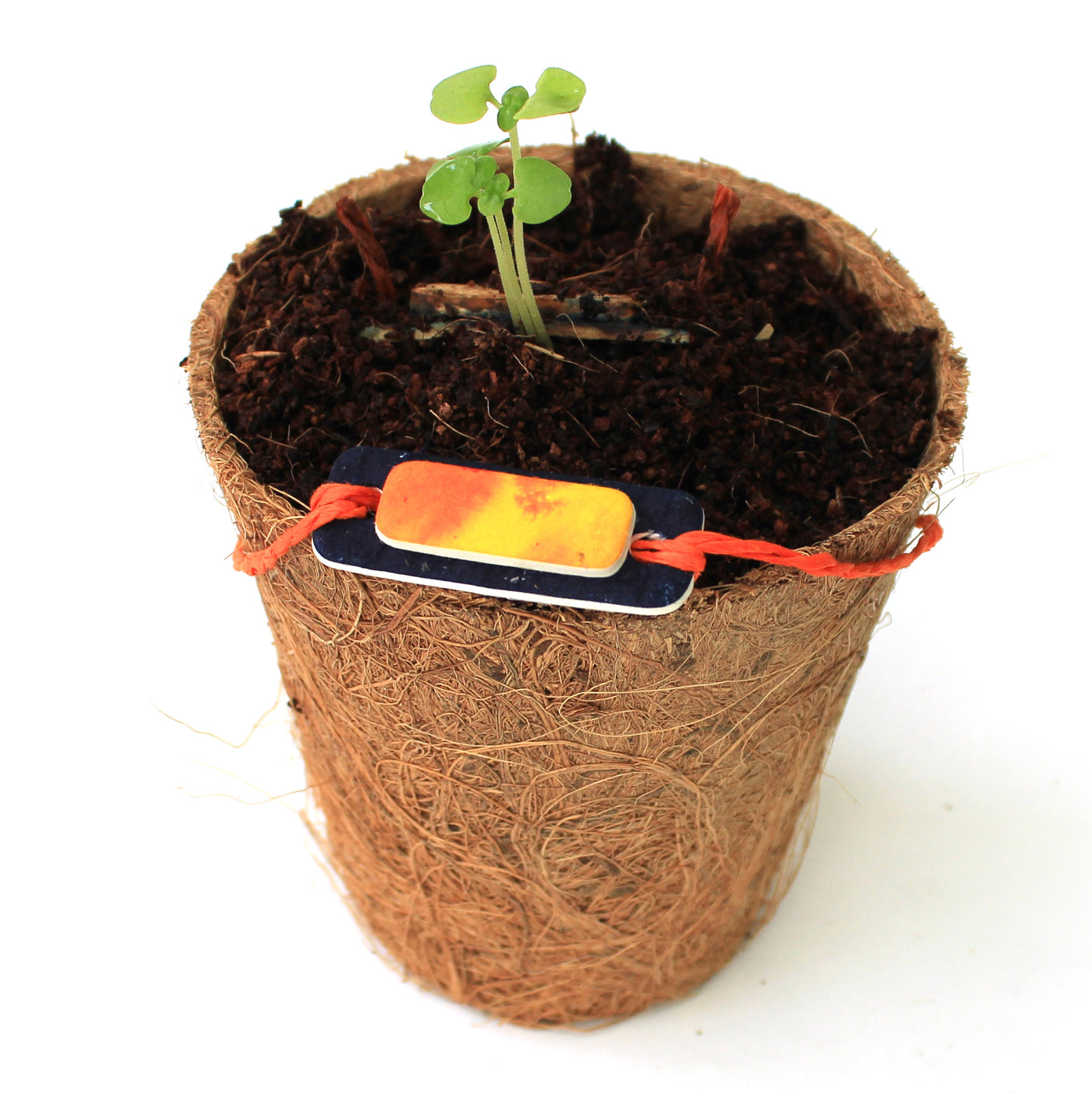 Plantable Rakhi - Growing Kit